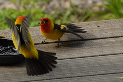 Tanagers fighting.jpg
